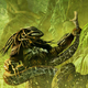 Illustration for article titled Drool Over Our Alien and Predator Centerfolds, and Win Free Books!